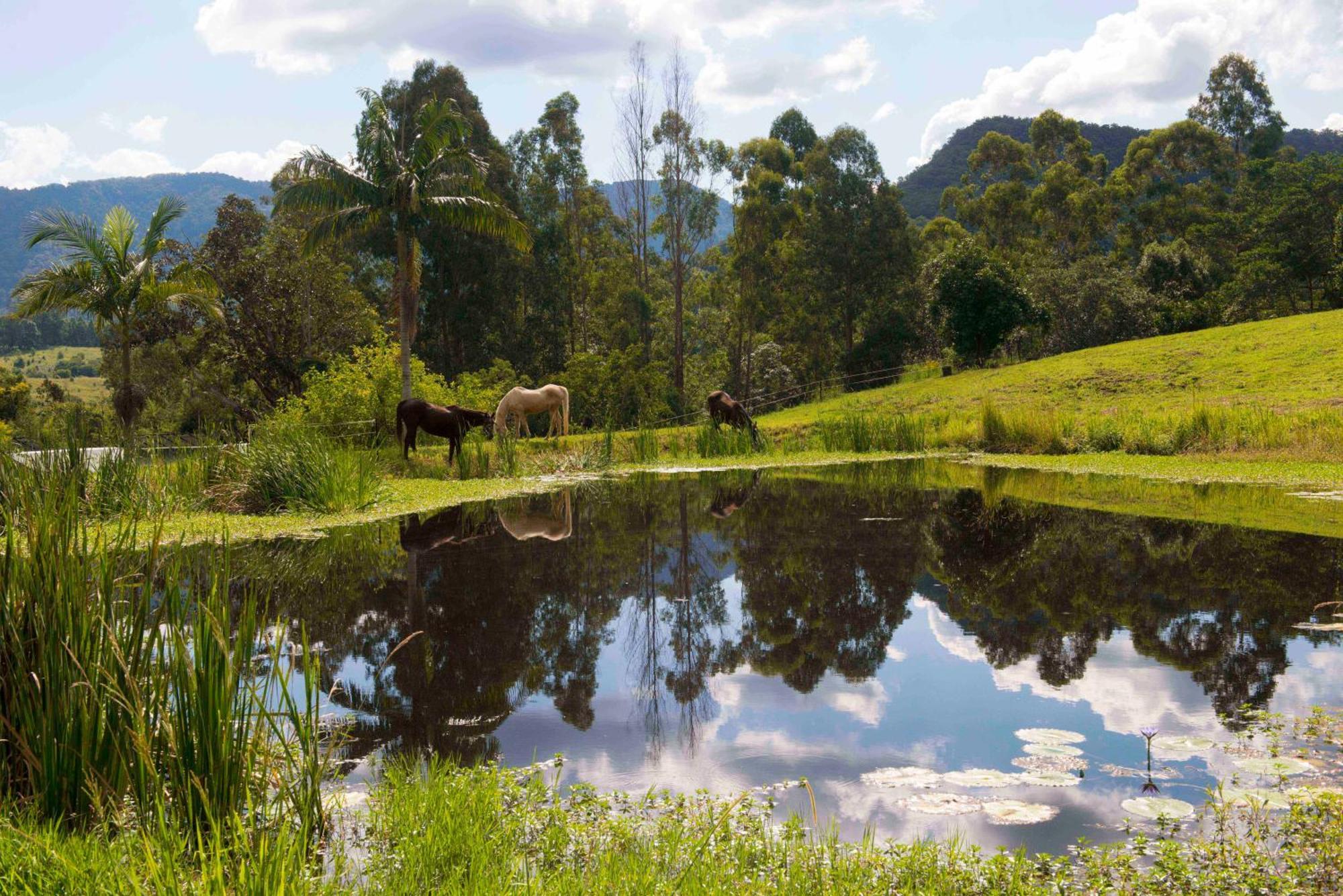 Nimbin Waterfall Retreat Buitenkant foto